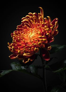 Chysanthemum