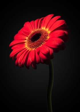 Gerbera