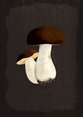 Penny Bun Mushroom