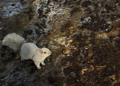 Montreal White Squirrel