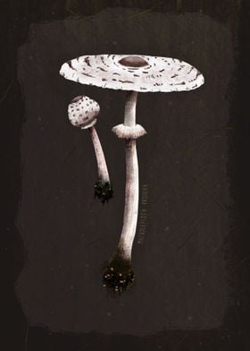 Parasol mushroom 