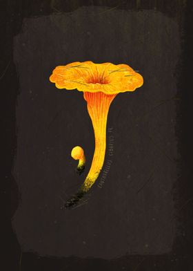 Chanterelle Mushroom 