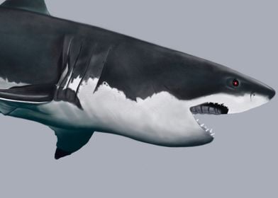 Great White Shark