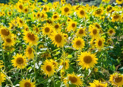 Bright hippy sunflowers