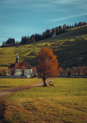 Late Autumn Tree