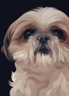 ShihTzu 3