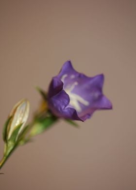 Purple Campanula flowering