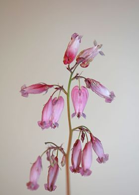 Dicentra formosa flowering