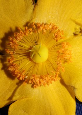 Hypericum flower close up