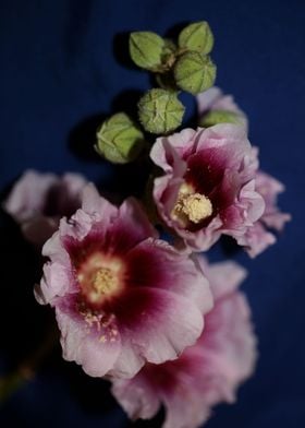 Purple Alcea flower macro