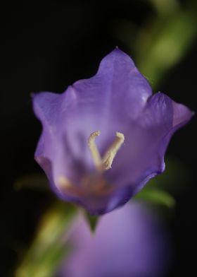 Campanula flower blossom