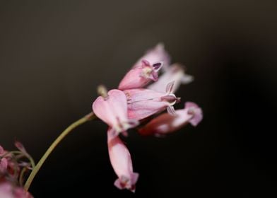 Flower close up Campanula