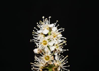 Flower Prunus lusitanica