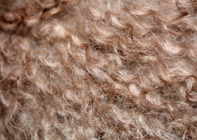 Brown curly hairs close up