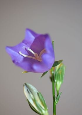 Purple Campanula flowering