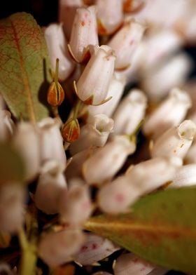 White Pieris flower macro