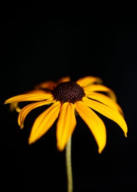 Rudbeckia flower close up