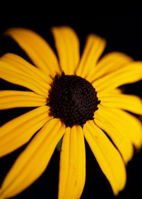 Rudbeckia flowering macro