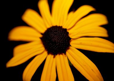 Rudbeckia flower close up