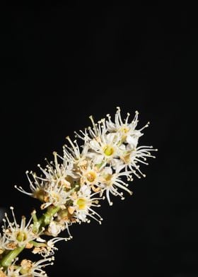 Prunus lusitanica blossom