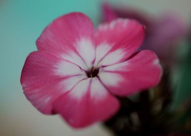 Phlox drummondii flowering