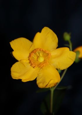 Hypericum flower blossom