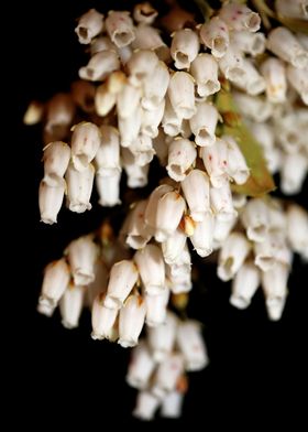 Pieris flowers blossoming