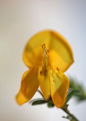 Yellow Spartium flowering