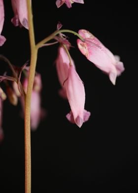 Dicentra flower close up