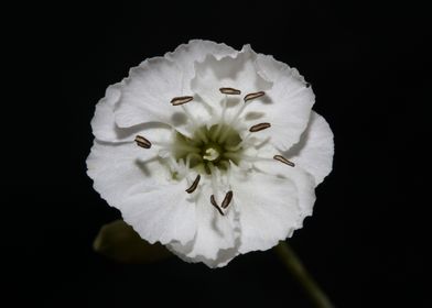 Silene flowering close up