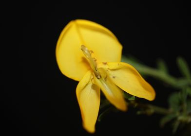 Flower blossoming close up