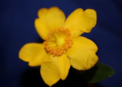 Hypericum flower close up