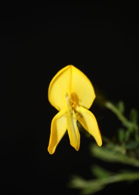 Flower blossoming close up