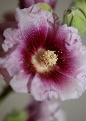 Purple wild Alcea flower