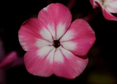 Phlox drummondii flowering