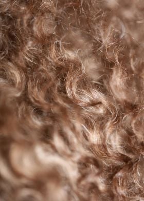 Lagotto hairs close up 