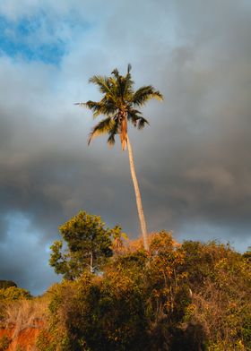 Coconut tree