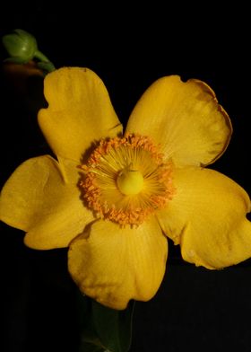 Hypericum flower blossom