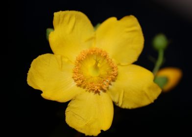 Yellow Hypericum flowering