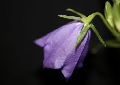 Flower close up Campanula