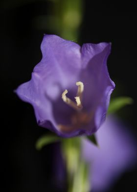 Campanula flower blossom