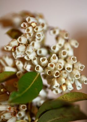 White Pieris flower macro