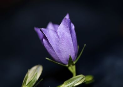 Purple Campanula flowering