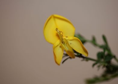 Spartium flower blossoming