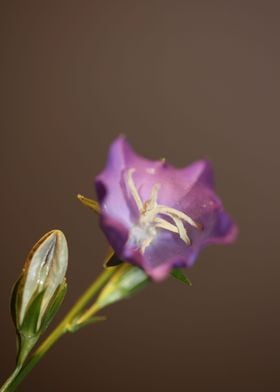 Purple Campanula flowering