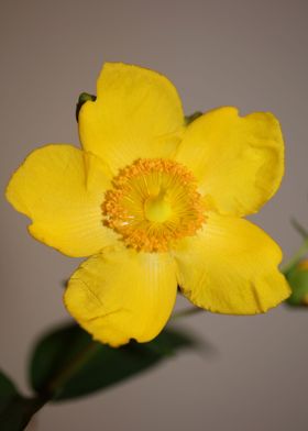 Yellow Hypericum flowering