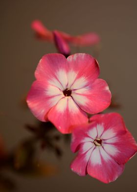 Phlox pink flowering macro