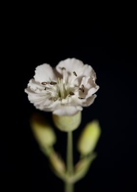 Silene flowering close up