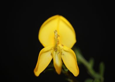 Flower blossoming close up