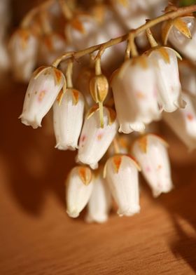 White Pieris flower macro